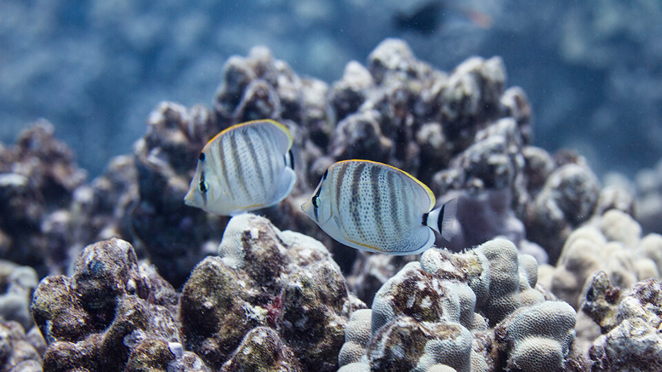 Tropical Fish Seen at Maui's Turtle Town