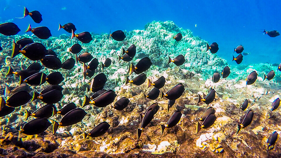 Tropical Fish Seen at Maui's Turtle Town