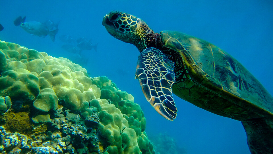 Hawaii's Sea Turtles at Maui's Turtle Town