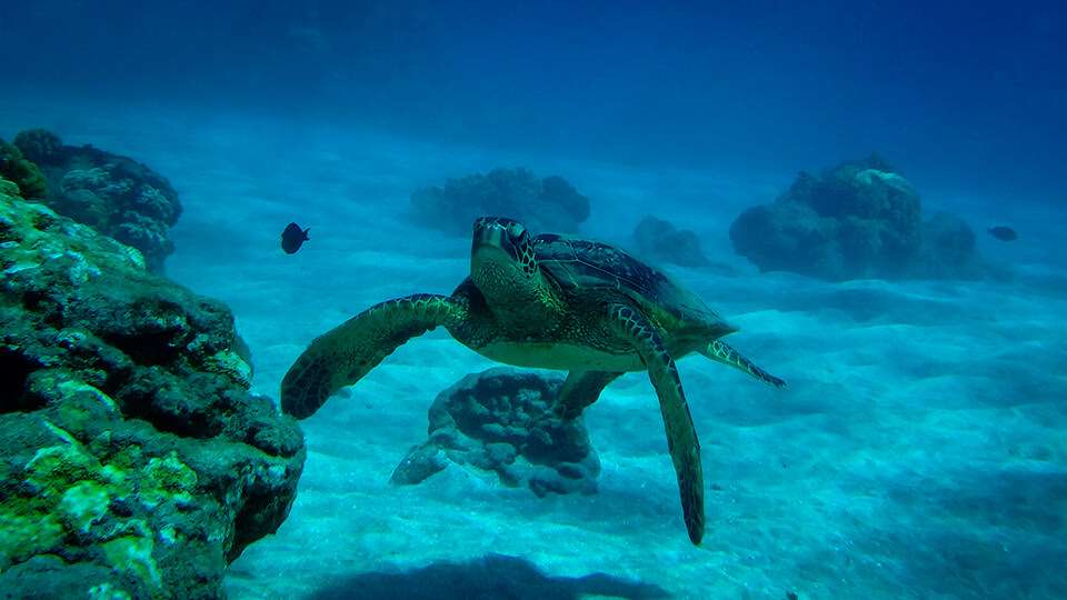 Hawaii's Sea Turtles at Maui's Turtle Town