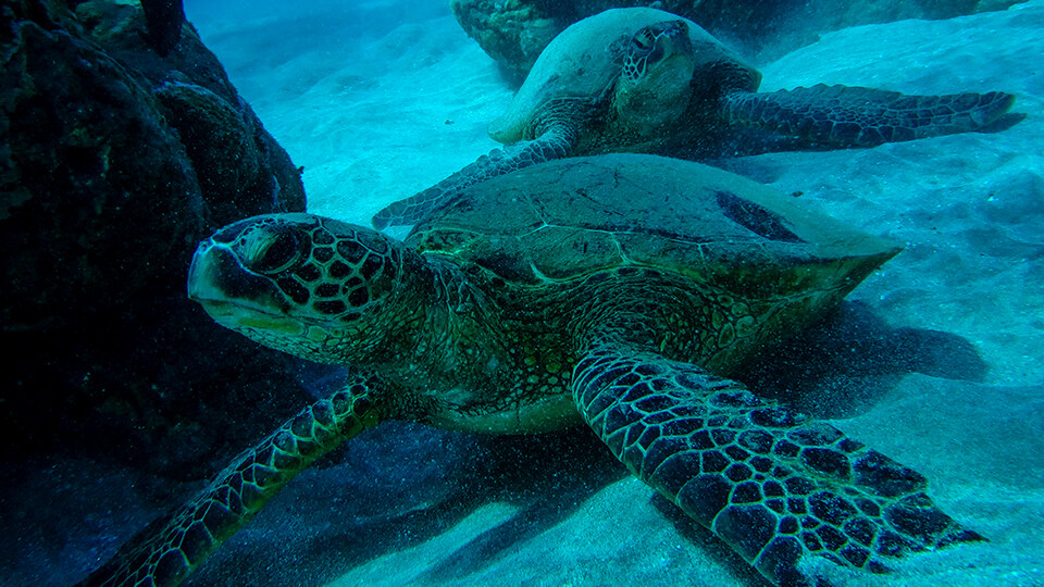 Maui Nui Marine Resource Council