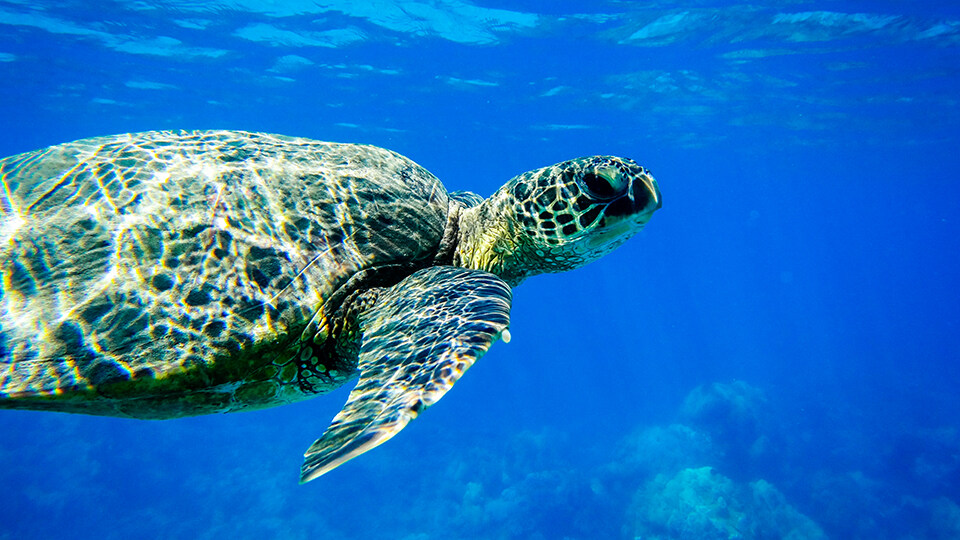 Hawaii's Sea Turtles at Maui's Turtle Town