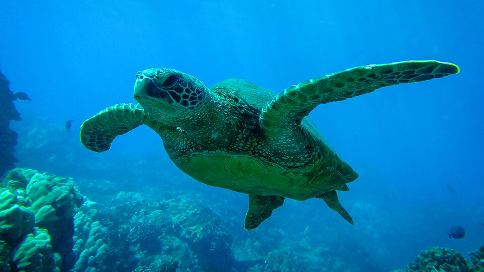 Snorkeling At Turtle Town in Maui Hawaii