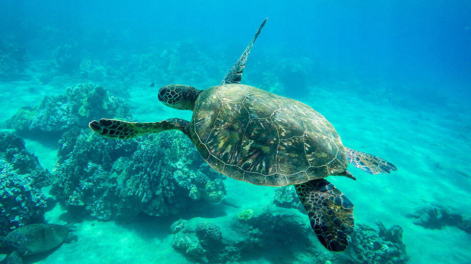 Hawaii's Sea Turtles at Maui's Turtle Town