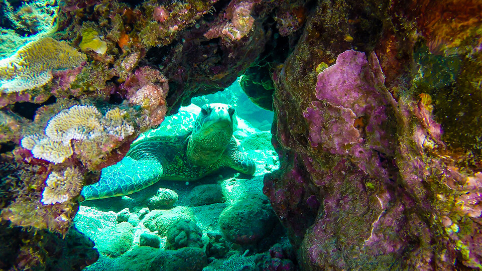 Snorkeling At Turtle Town Maui