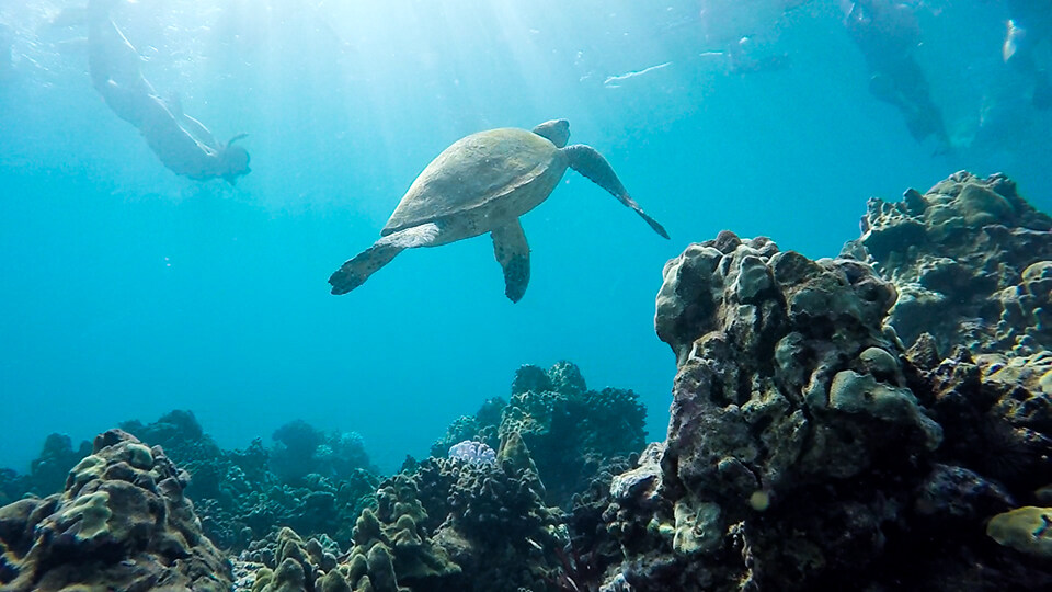 Snorkeling at Turtle Town Maui