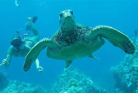 What You Will See When Snorkeling at Turtle Town