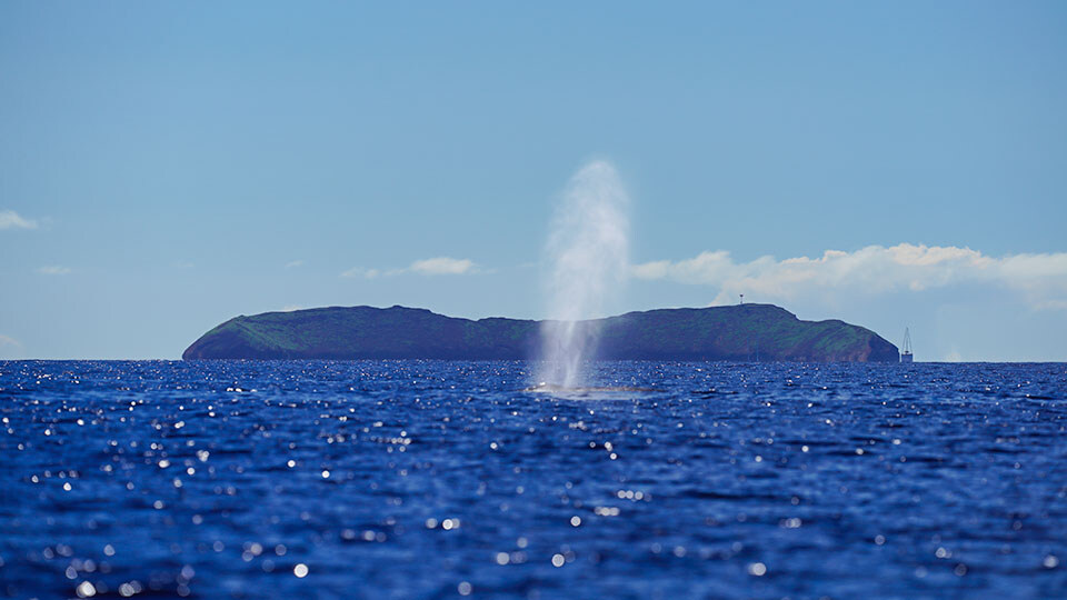 Maui Humpback Whale Watching FAQ Best Places for Whale Watching