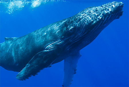 Whale Watching on Maui FAQ