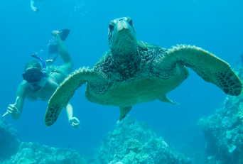 Turtle Town Maui app image