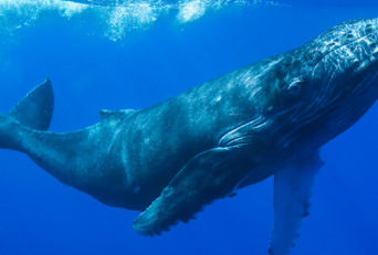 Humpback Whale