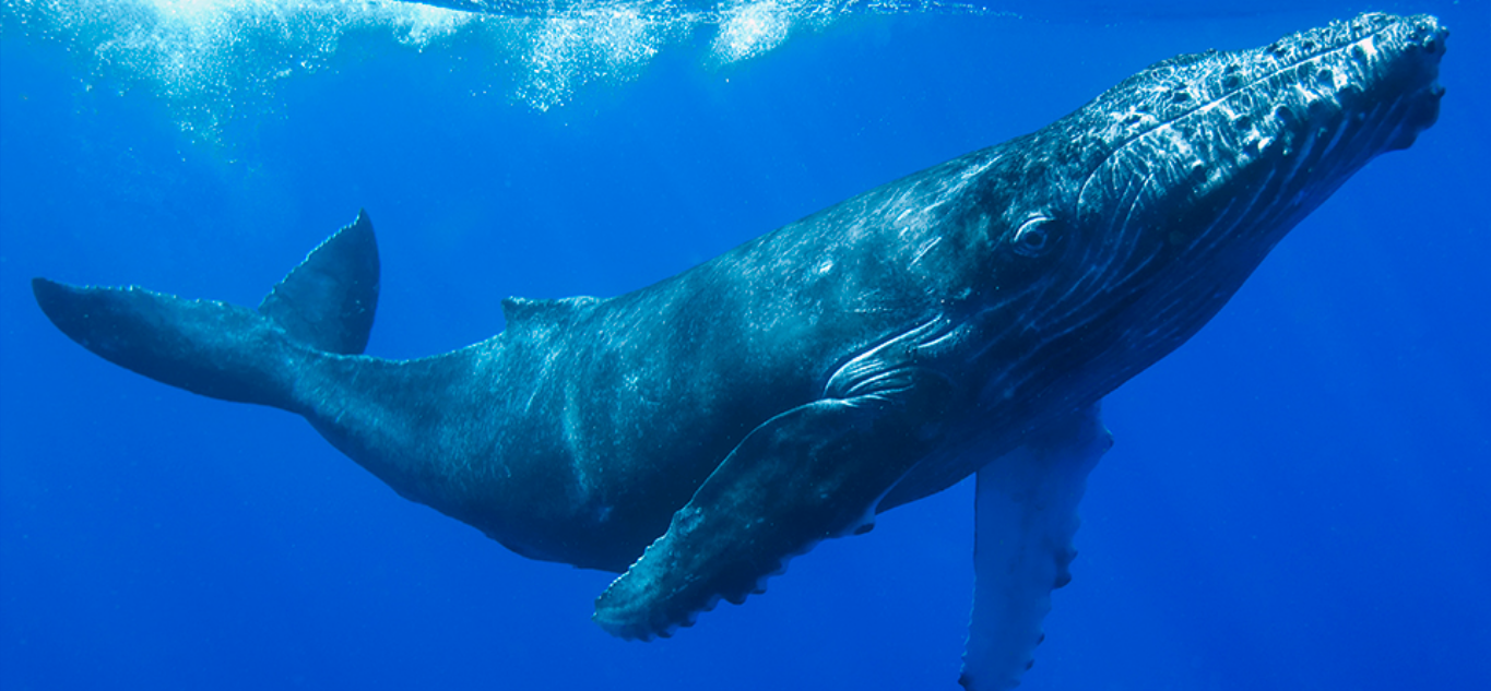 Humpback Whale