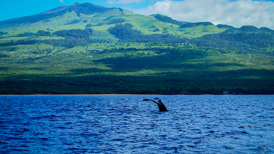 North Pacific Humpback Whales 101 Ancient Hawaiian Culture