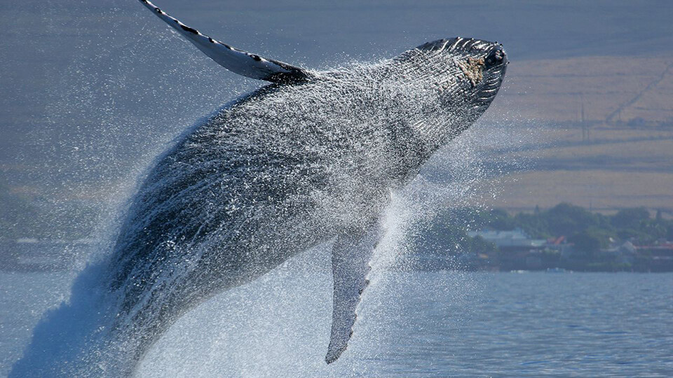 North Pacific Humpback Whales 101 Ancient Hawaiian Culture