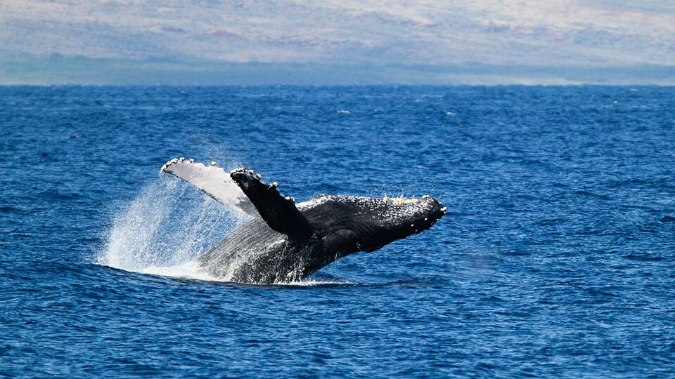 North Pacific Humpback Whales 101 Ancient Hawaiian Culture