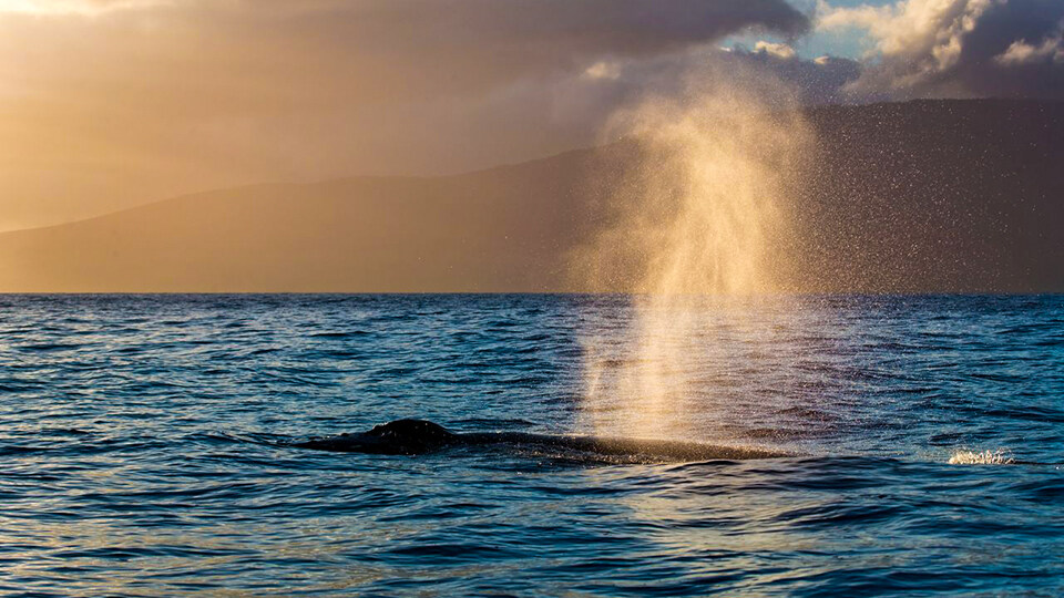 North Pacific Humpback Whales 101 Ancient Hawaiian Culture