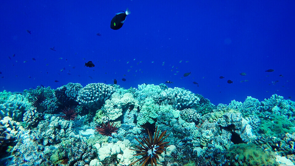 Molokini Coral and Fish