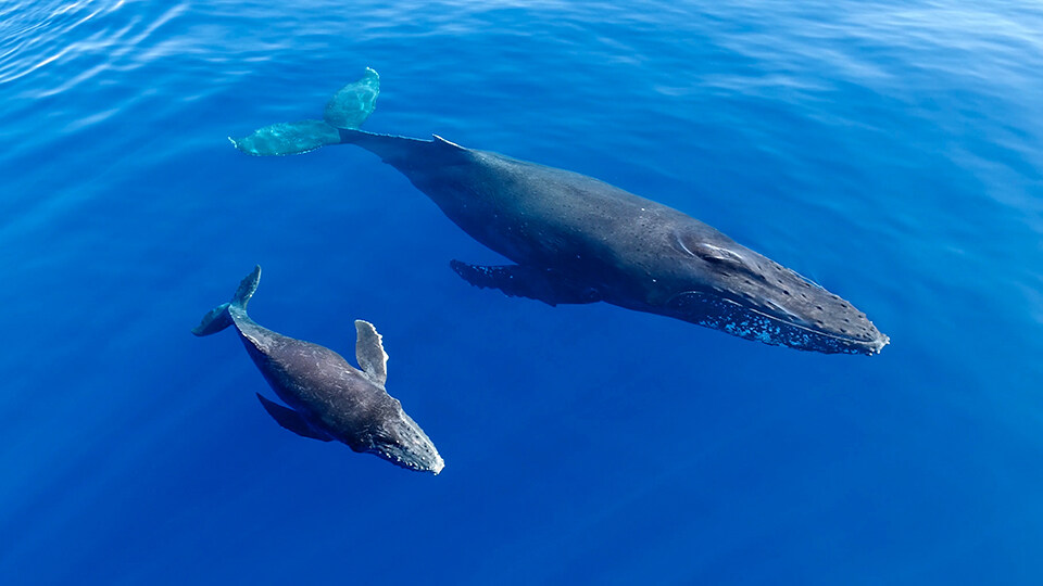 Maui Humpback Whale Watching FAQ Migration