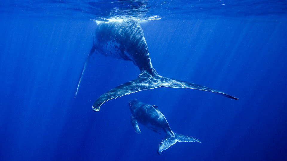 Maui Humpback Whale Watching FAQ Migration