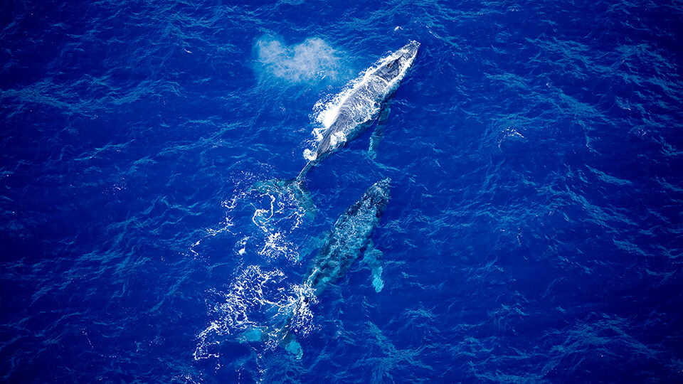 Maui Humpback Whale Watching FAQ Migration