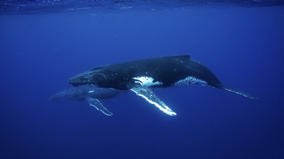 North Pacific Humpback Whales 101 Migration