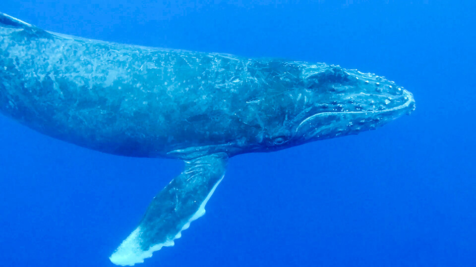 North Pacific Humpback Whales 101 Migration