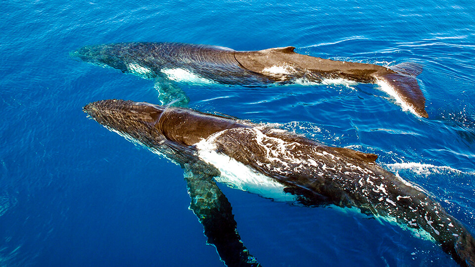 North Pacific Humpback Whales 101 Migration