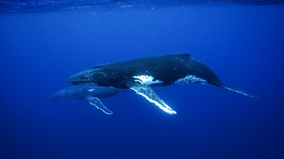 Maui Humpback Whale Watching FAQ Facts