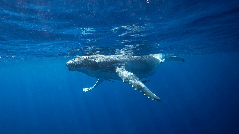 North Pacific Humpback Whales 101 Whale Song