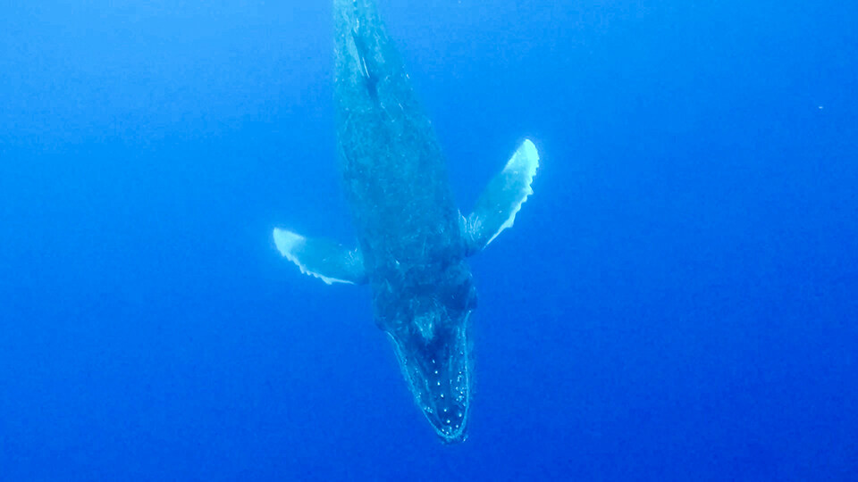 North Pacific Humpback Whales 101 Whale Song