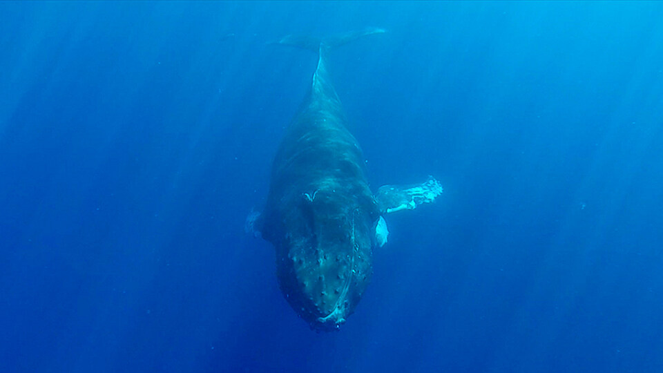 North Pacific Humpback Whales 101 Whale Song