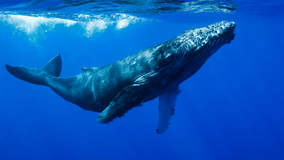 North Pacific Humpback Whales 101 Whale Song