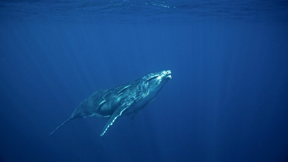 North Pacific Humpback Whales 101 Whale Song