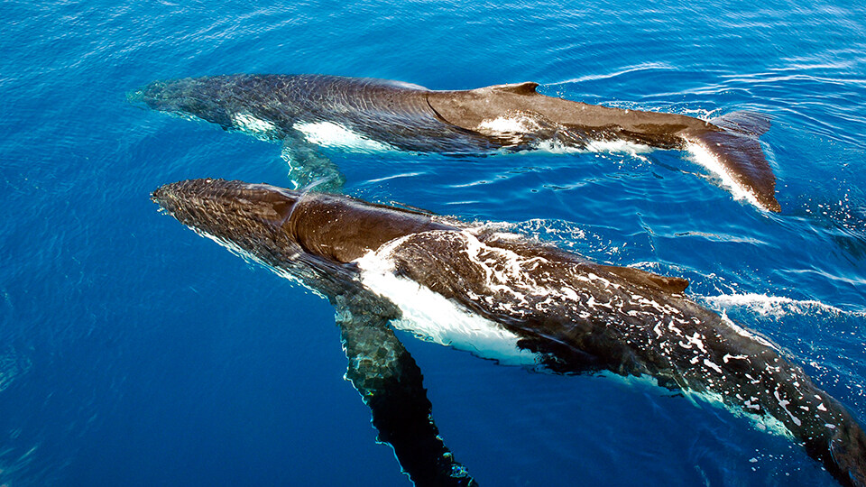 Maui Whale Watching FAQ Breeding in Hawaiian Waters