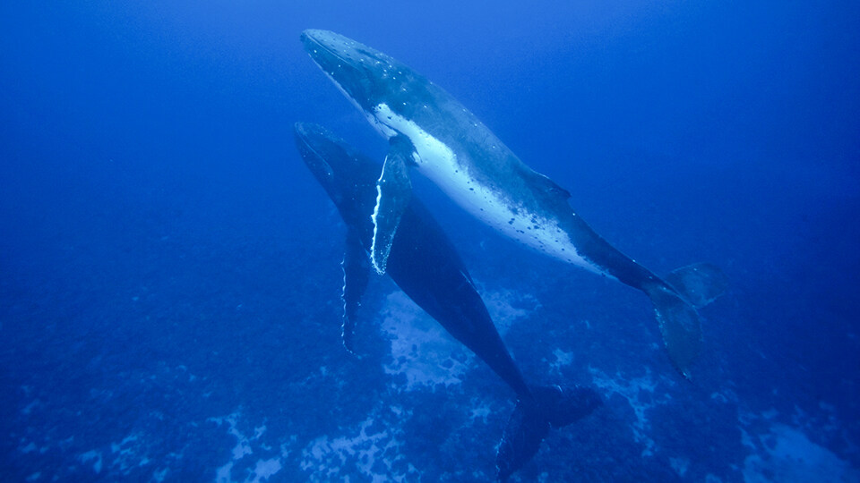 Maui Humpback Whale Watching FAQ Breeding in Hawaiian Waters