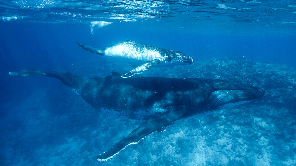 Maui Humpback Whale Watching FAQ Breeding in Hawaiian Waters