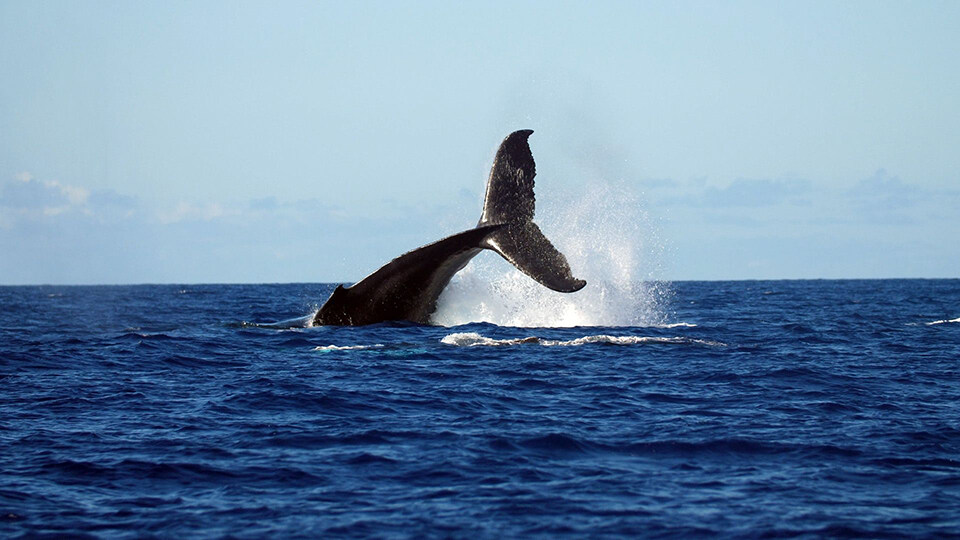 North Pacific Humpback Whales 101 Acrobatics