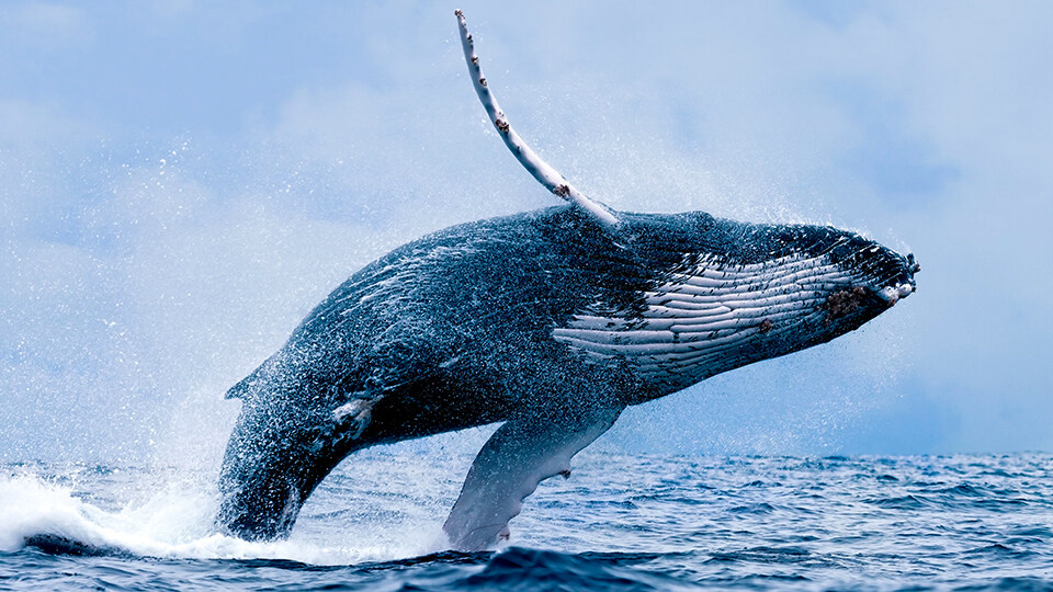North Pacific Humpback Whales 101 Acrobatics