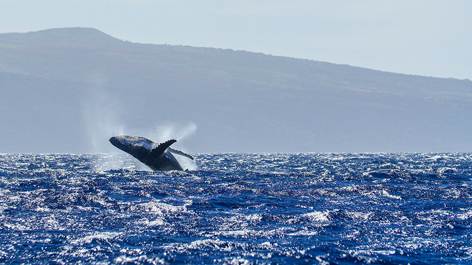 North Pacific Humpback Whales 101 Acrobatics