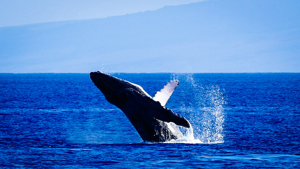 North Pacific Humpback Whales 101 Acrobatics