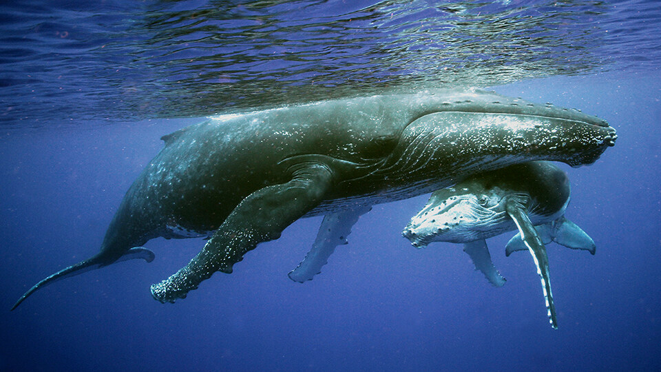 Maui Whale Watching FAQ Babies