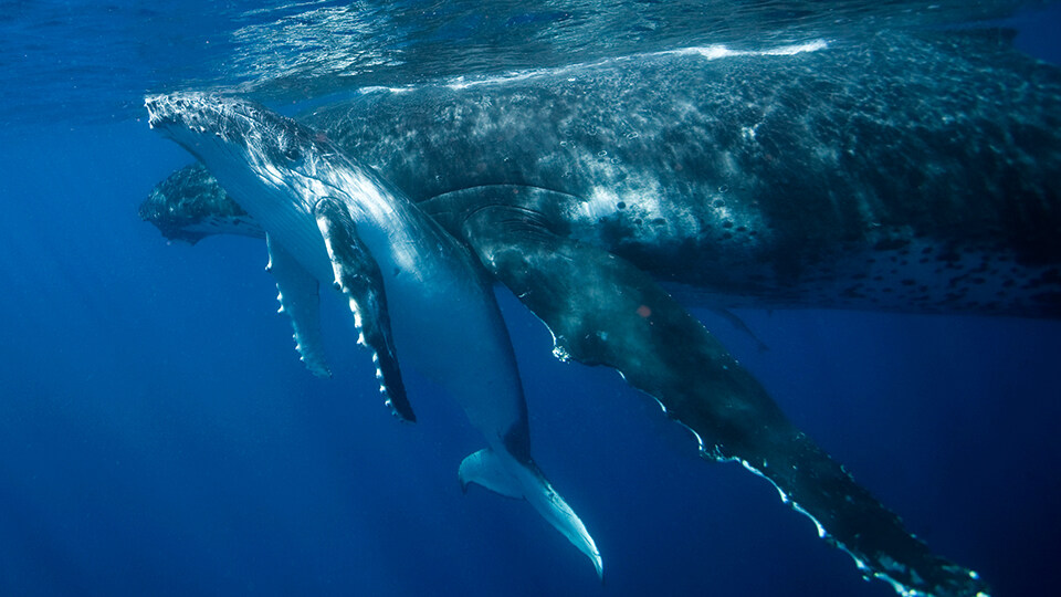 Maui Humpback Whale Watching FAQ Babies