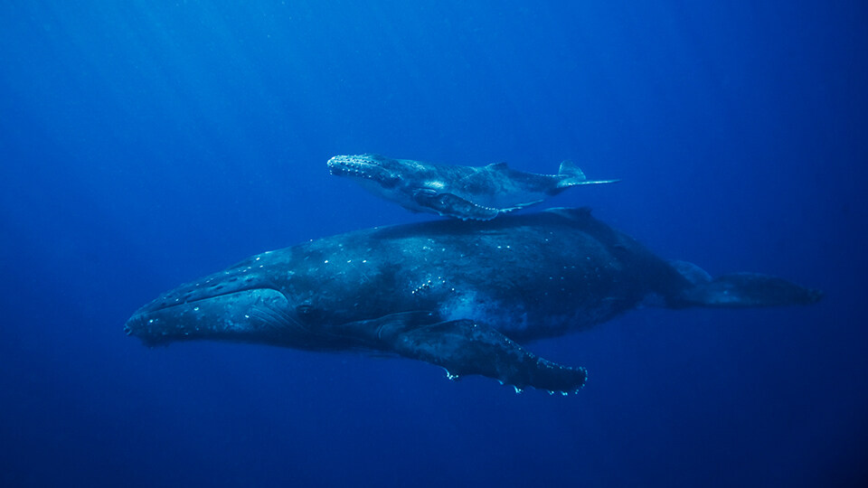 Maui Humpback Whale Watching FAQ Babies