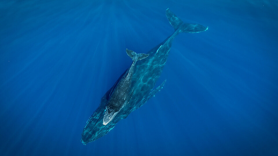 North Pacific Humpback Whales 101 Baby Care and Feeding