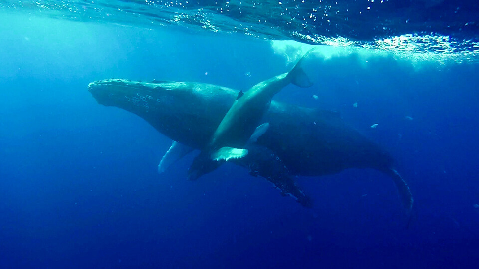 North Pacific Humpback Whales 101 Baby Care and Feeding