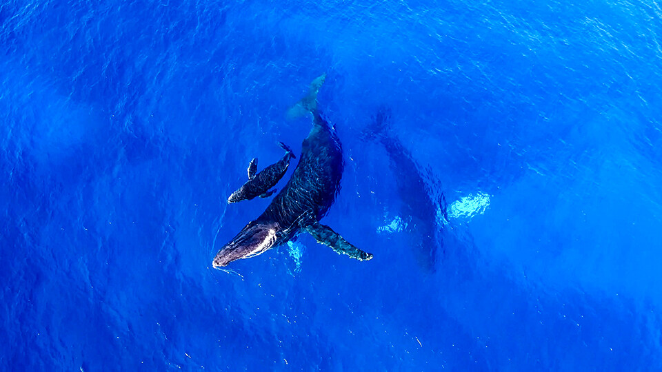 North Pacific Humpback Whales 101 Baby Care and Feeding