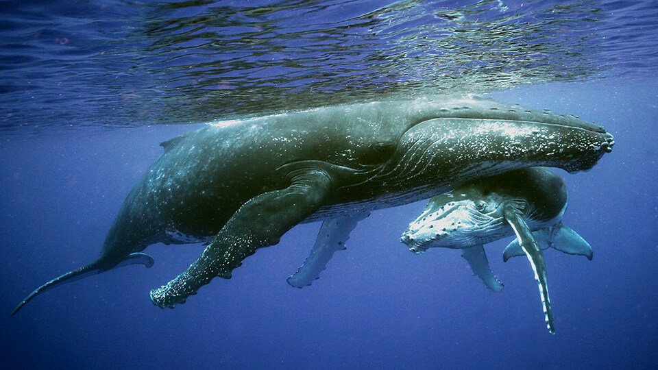 North Pacific Humpback Whales 101 Baby Care and Feeding