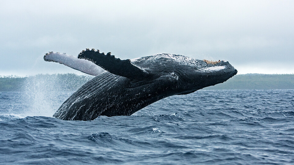 Maui Humpback Whale Watching FAQ Behavior