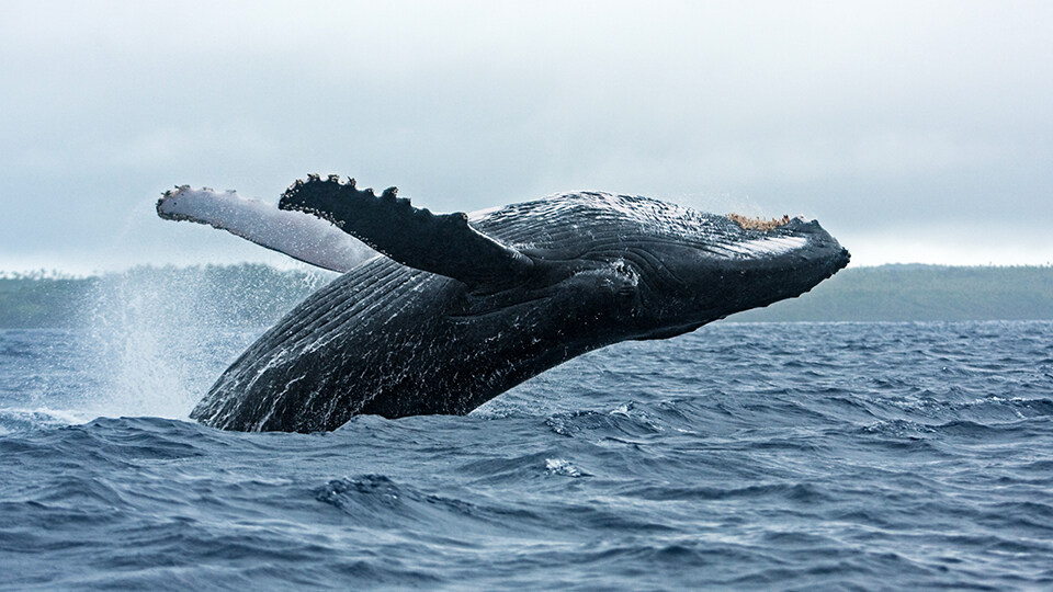 Maui Whale Watching FAQ Behavior