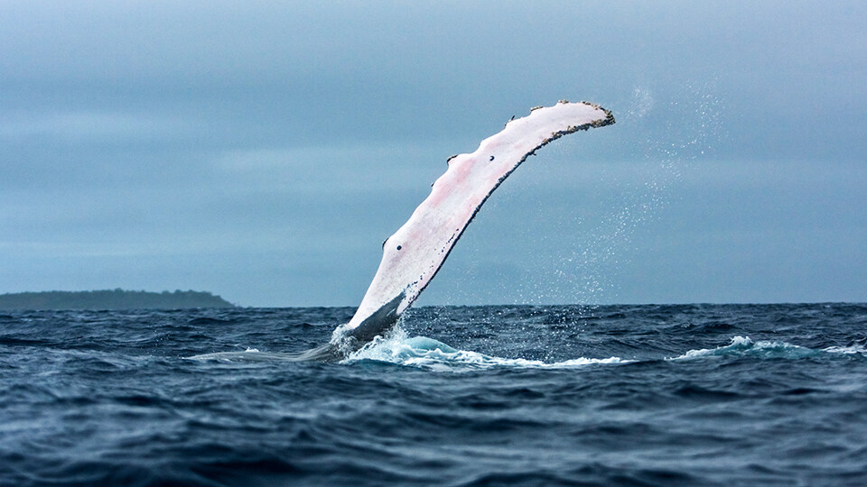 Maui Humpback Whale Watching FAQ Behavior